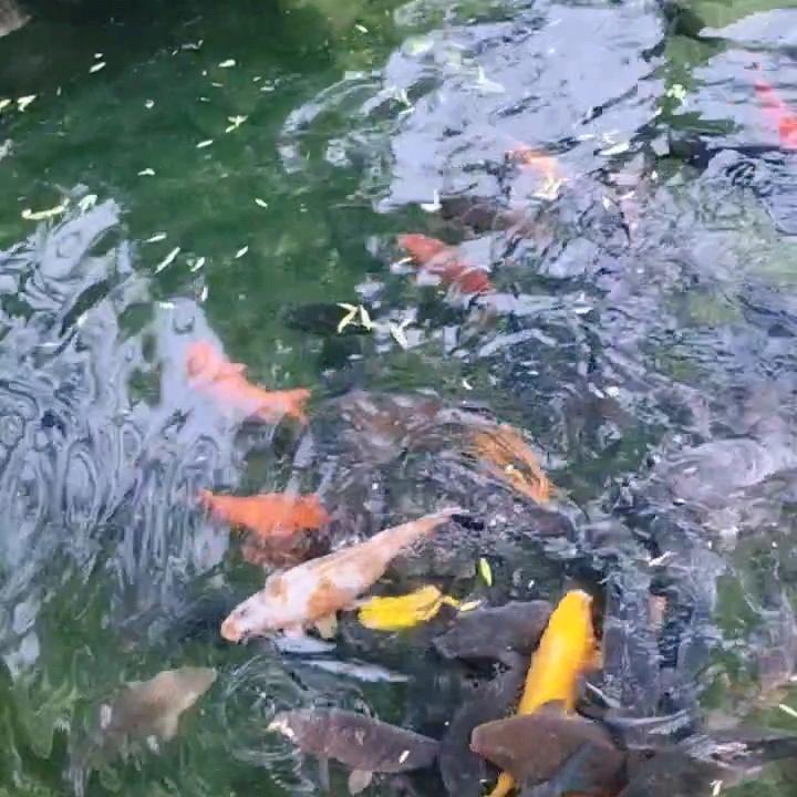 鱼跃