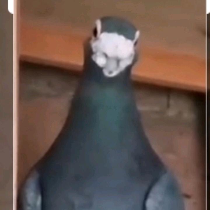异色鸽舍