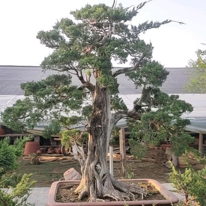 青州刘氏盆景