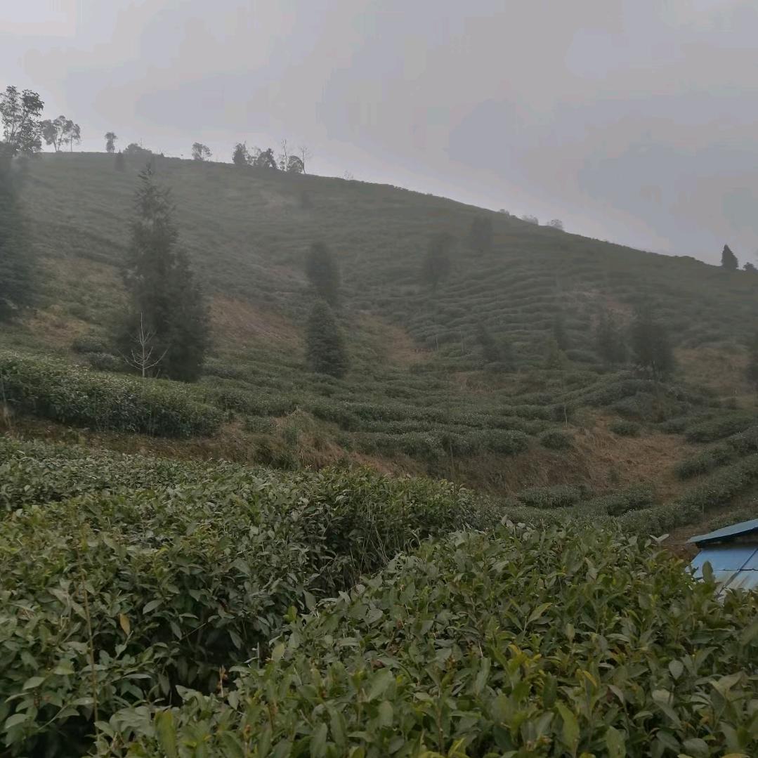高山茶人