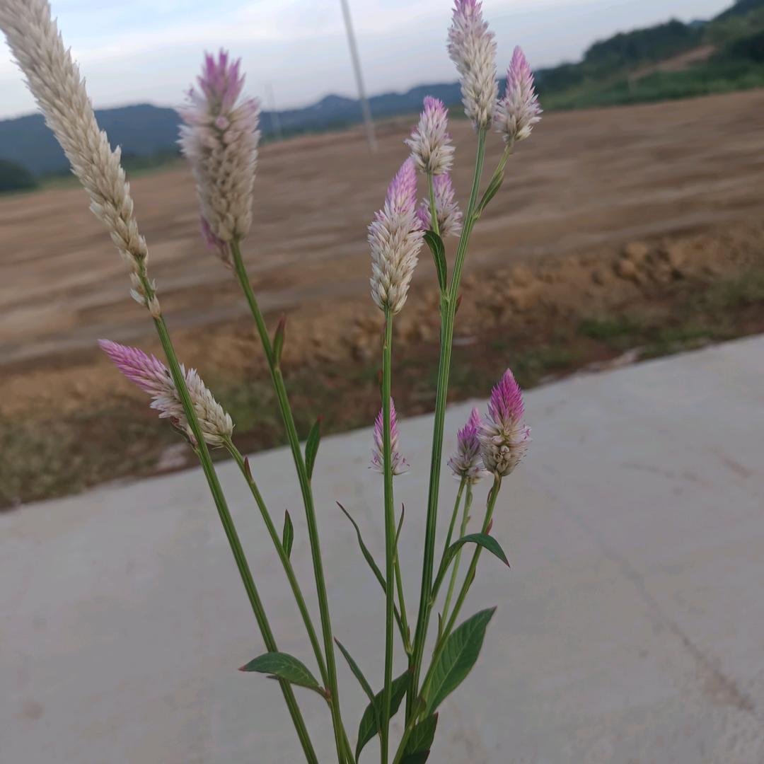 小幺妹