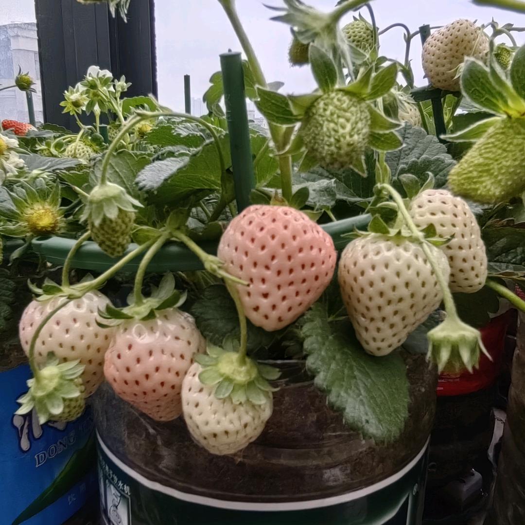 草莓吨吨桶