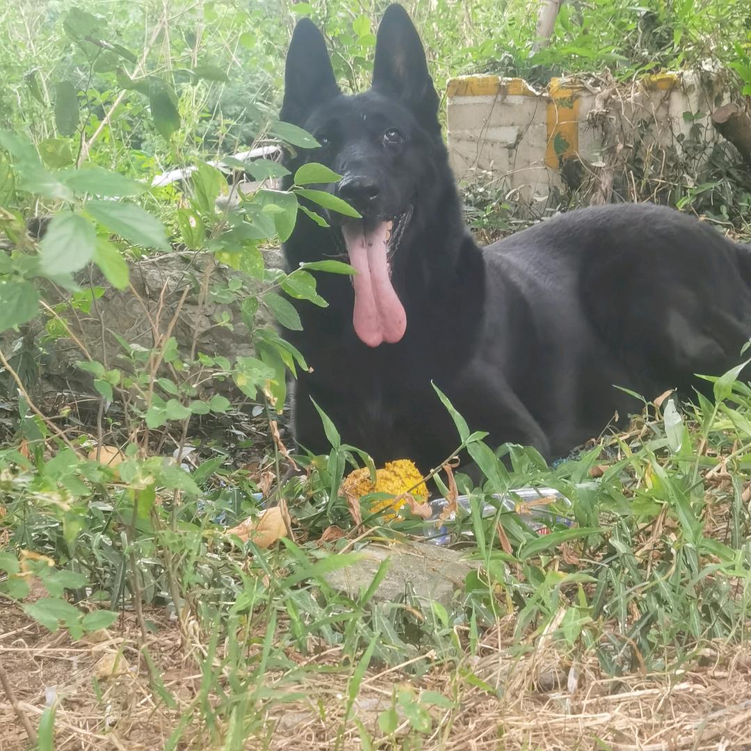 友聚犬舍福州训练基地