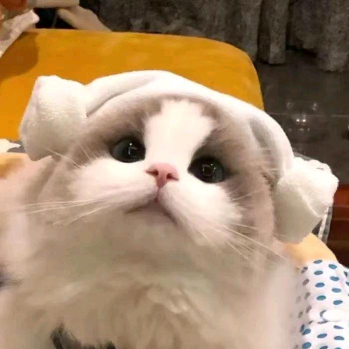 小盆佑