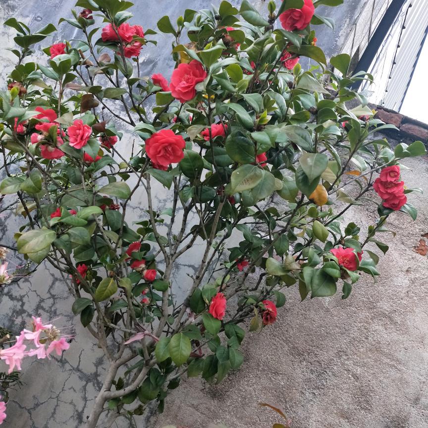 想念如梦