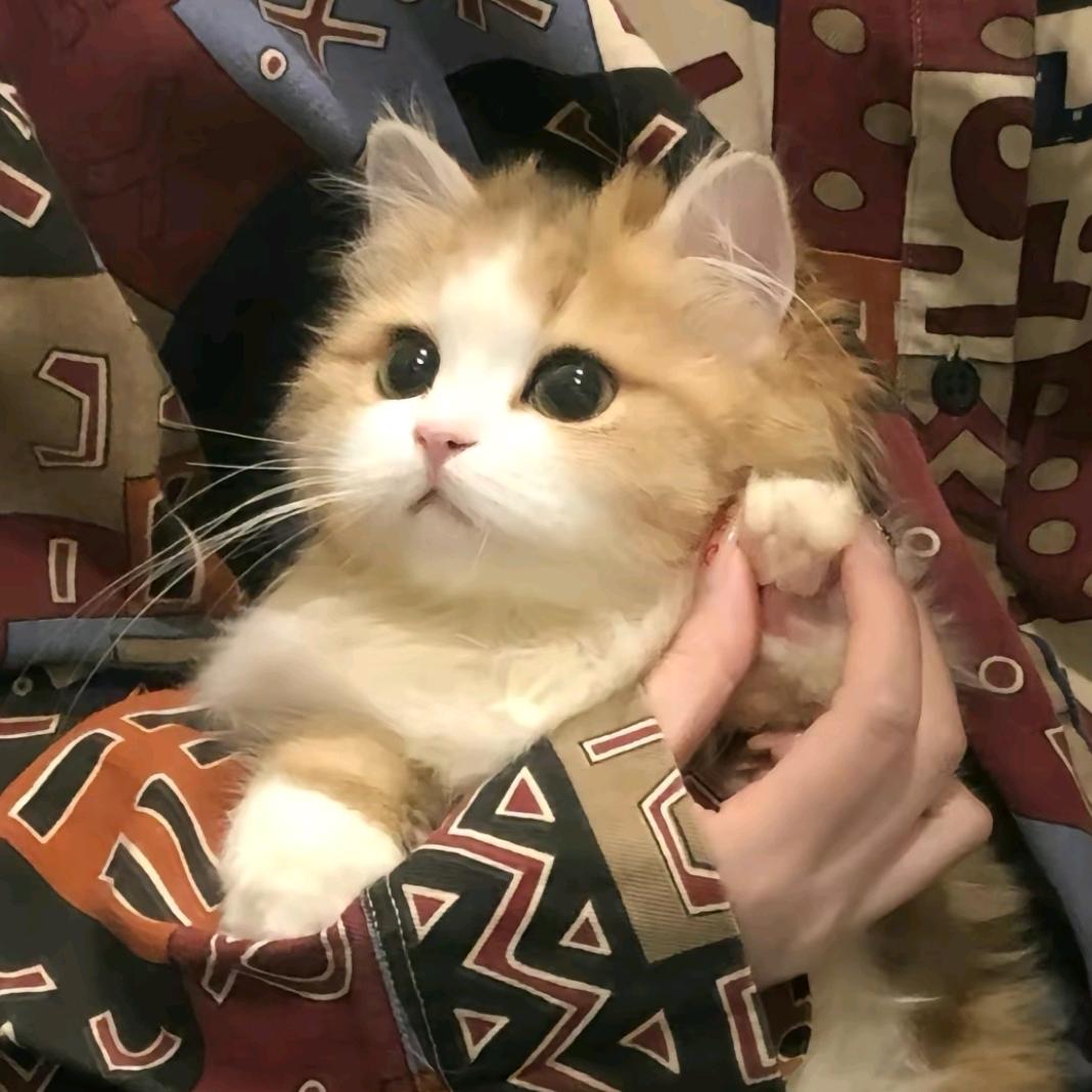 良冶
