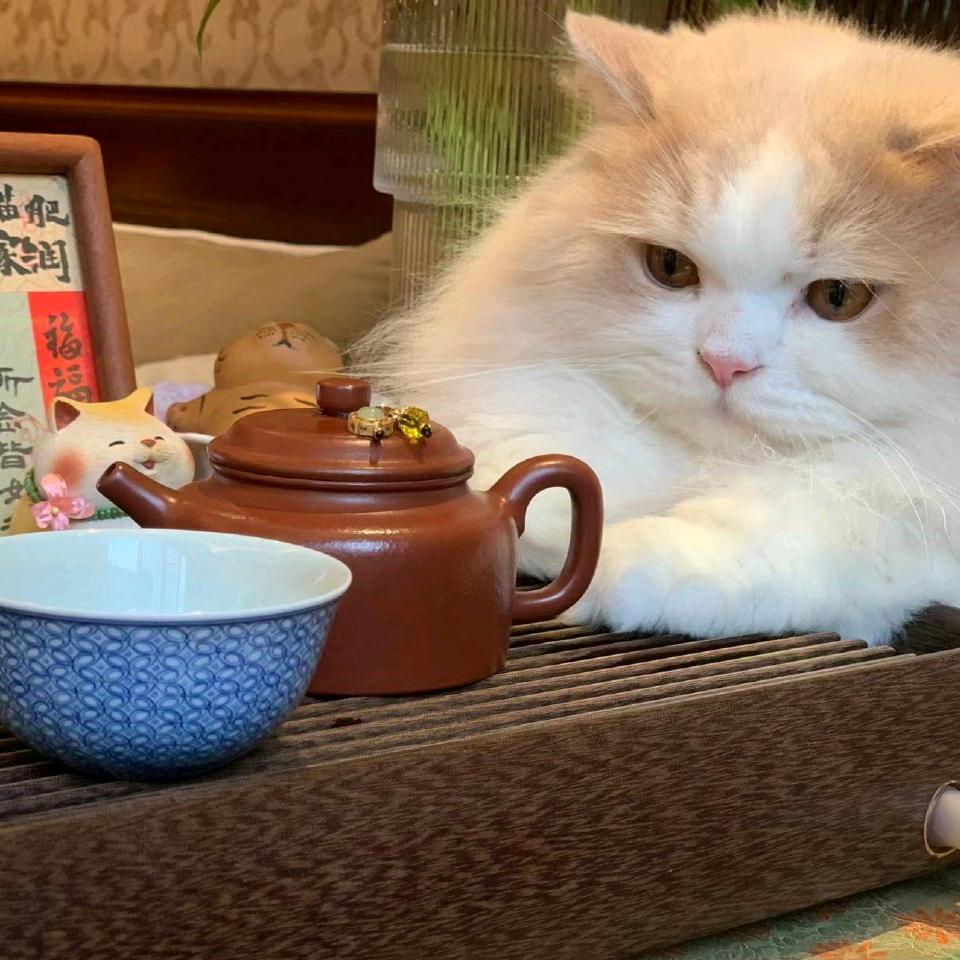 嘻咦嗷姚