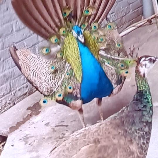 四川宜宾兴文金凤何刚