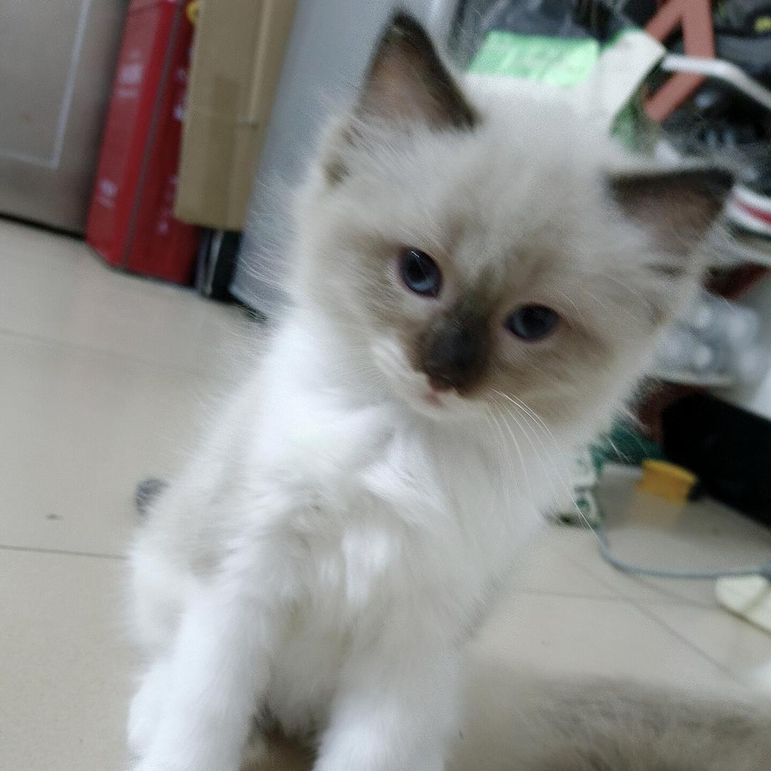 蓝果数码精品店