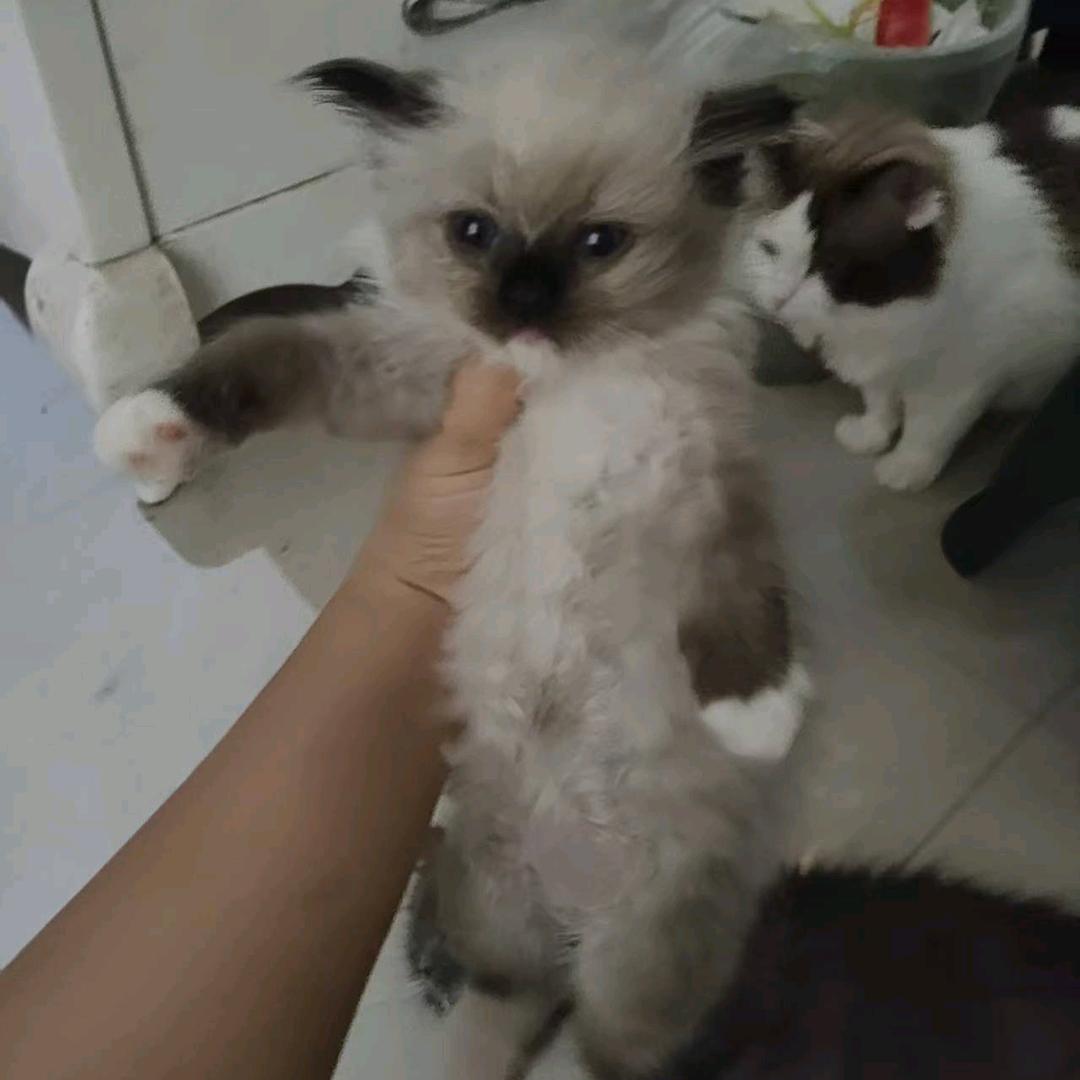 小飞蛾