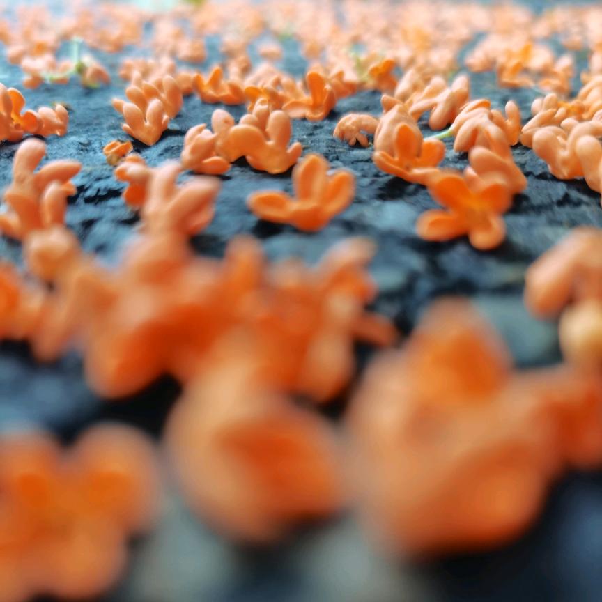 ღ᭄ꦿℒℴѵℯ旧梦