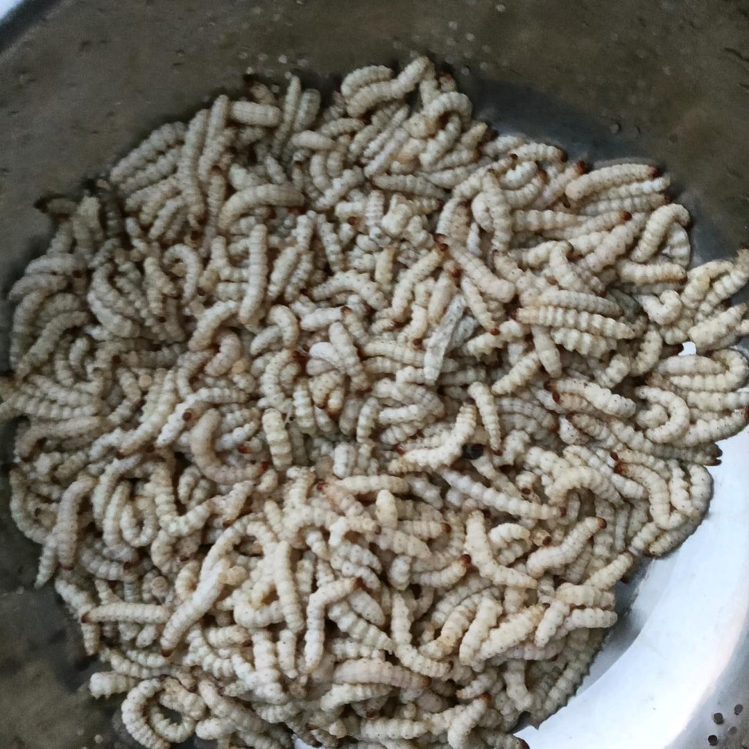 石正存