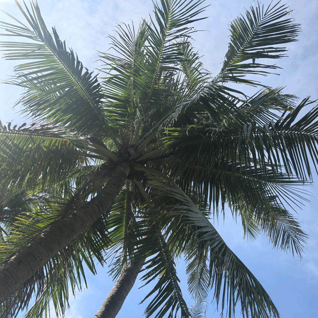 @打谷子凶的批爆