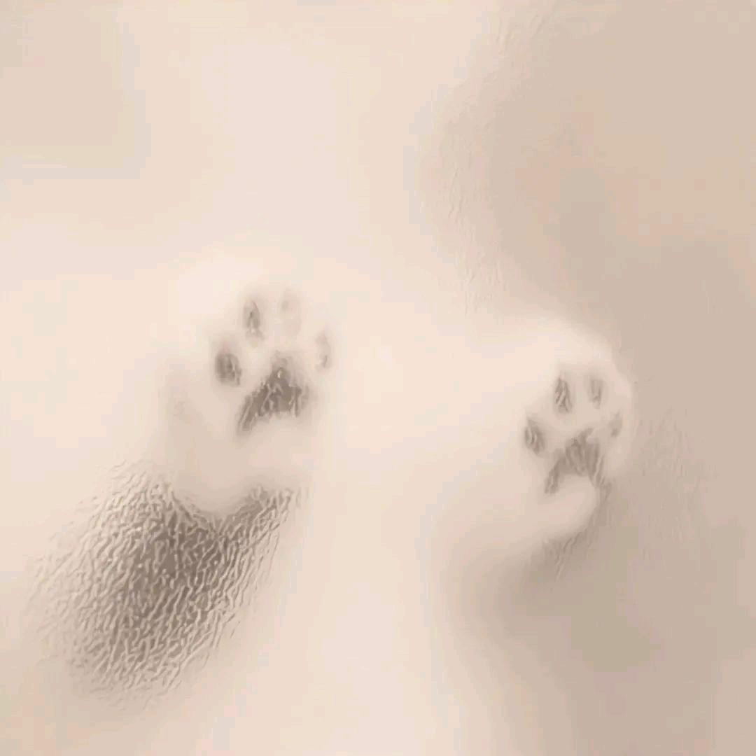喜欢绿茶男