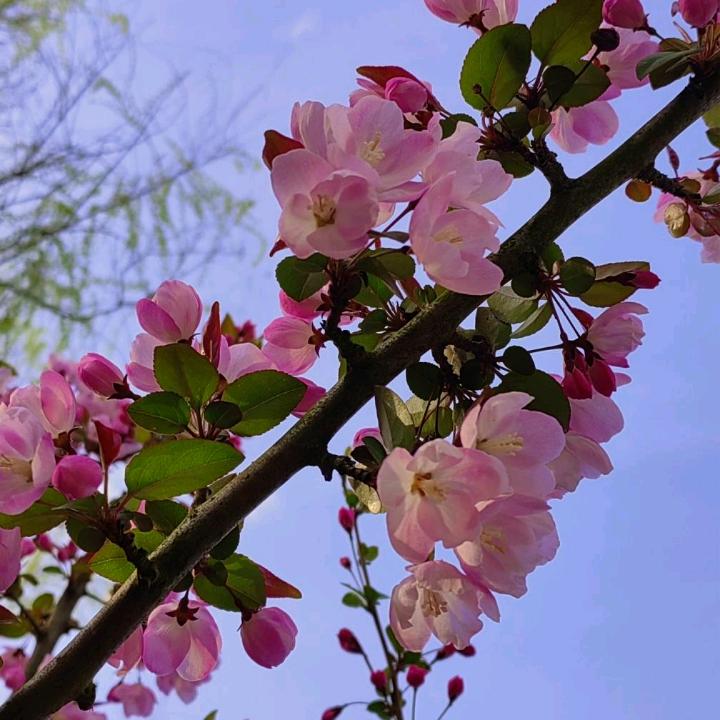 诗雯奶凡（CP0）