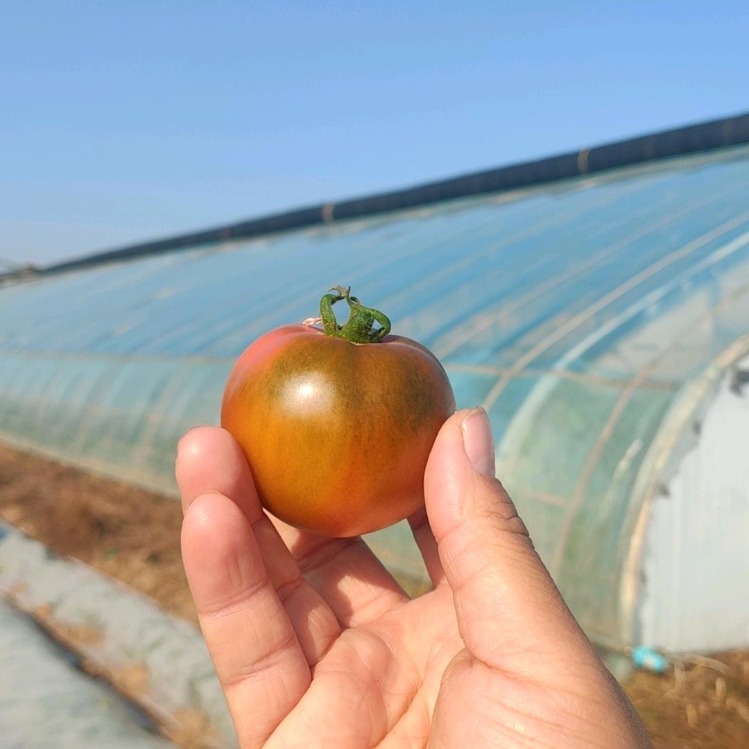 南乐优质西红柿小镇小马哥