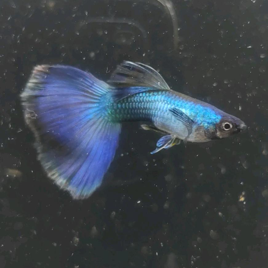 幽蓝水族渔业小铺