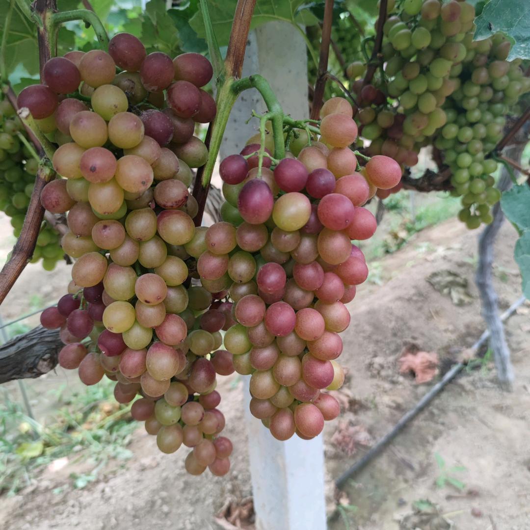团结葡萄采摘园19855718555