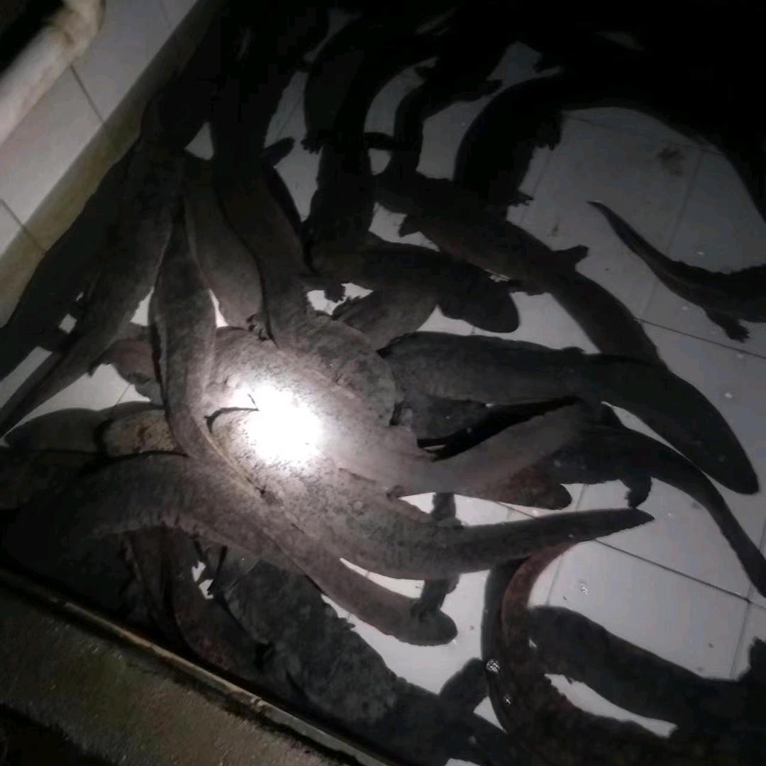 土家族蛙蛙鱼