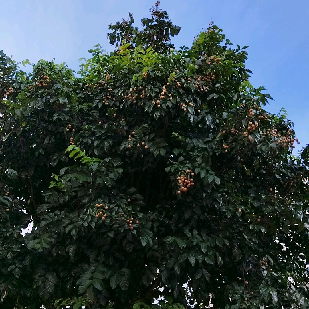淑淑