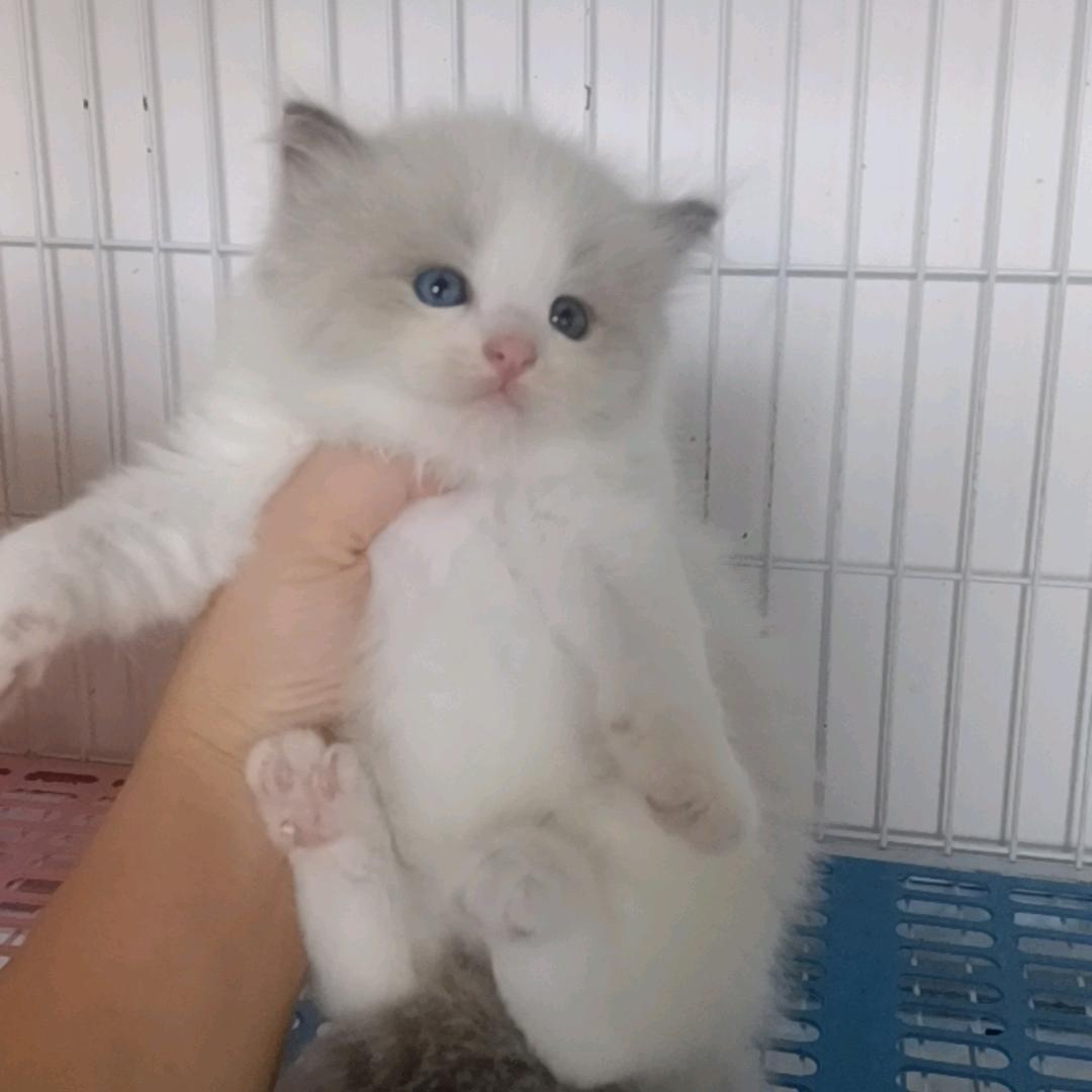 小猫咪🐱