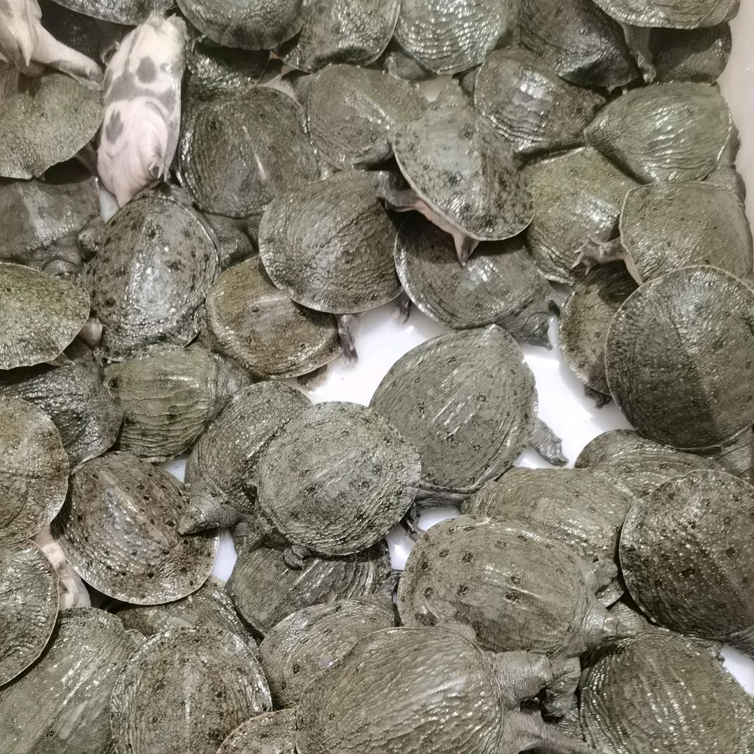 农家南丰甲鱼苗