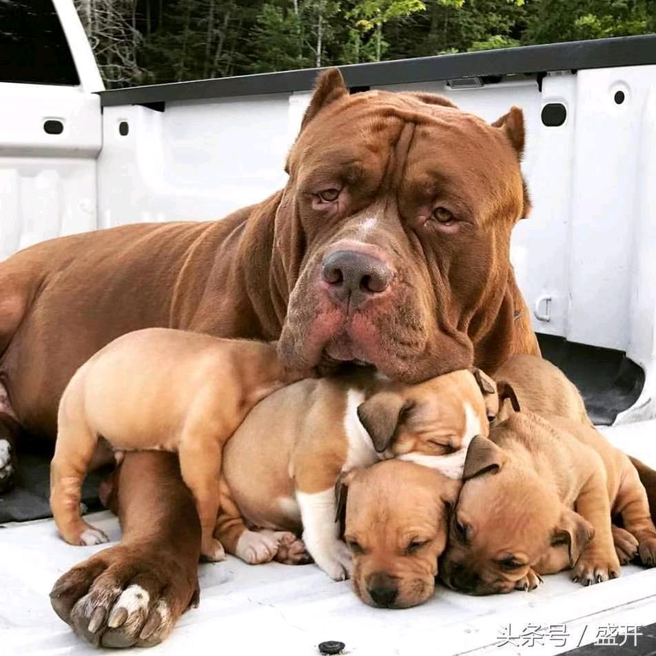 庆泰猛犬