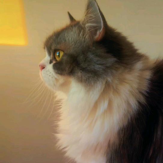 最聪明的岩小二