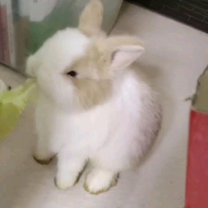 小屈同学