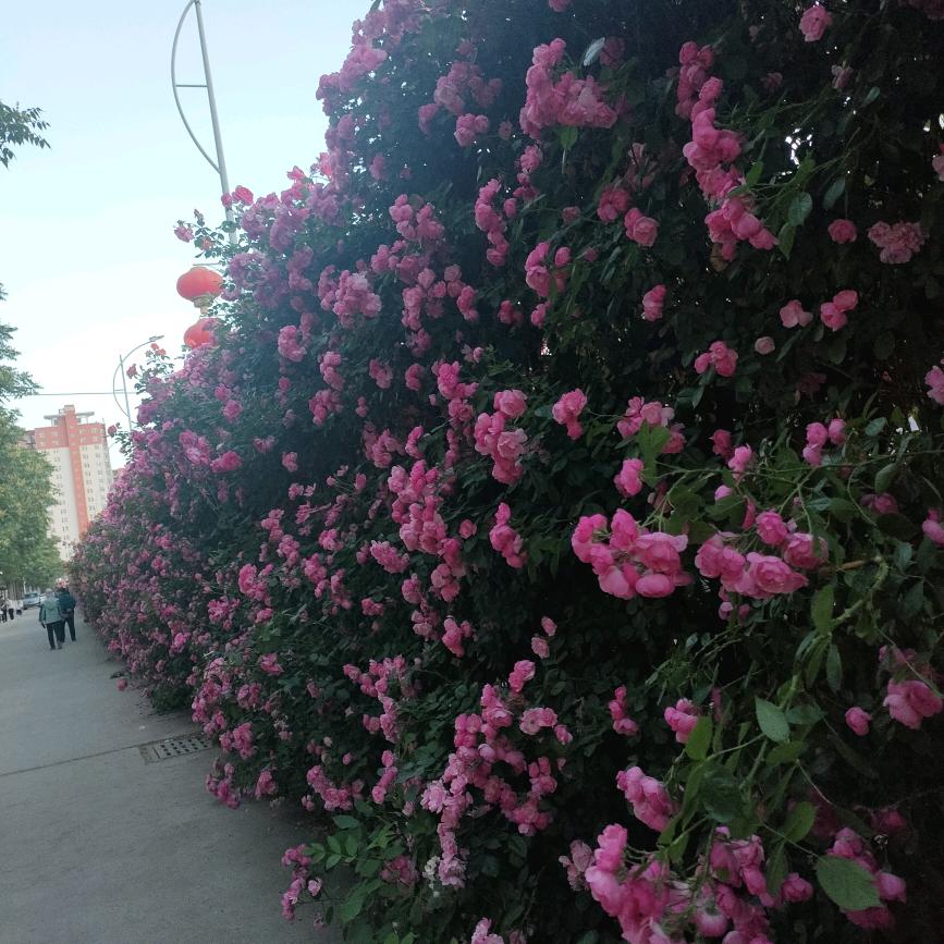 @我就是我