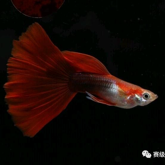 廷爷