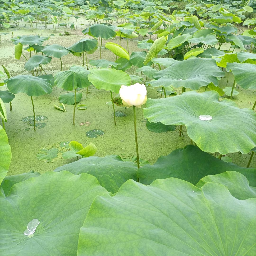 明天更好