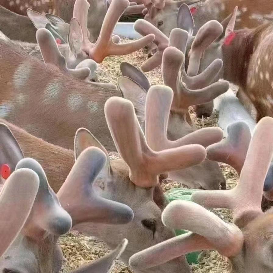 鹿邑县梅花鹿养殖户-山高