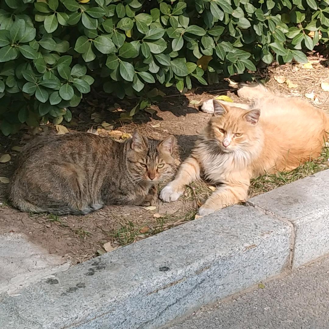 元宝🐾喵喵