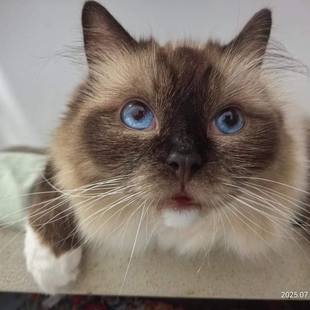 重生之豆包当猫播的第一天