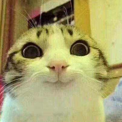 你好！我是牛牛