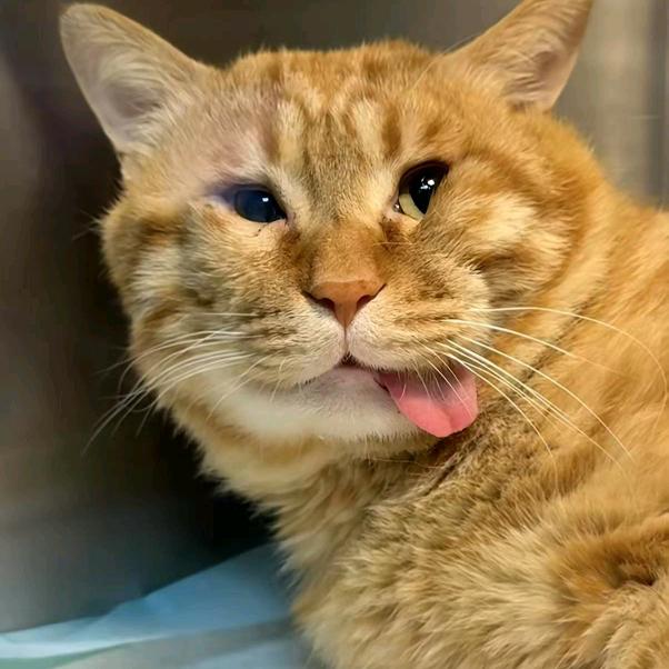 豆豆(三角洲行动)