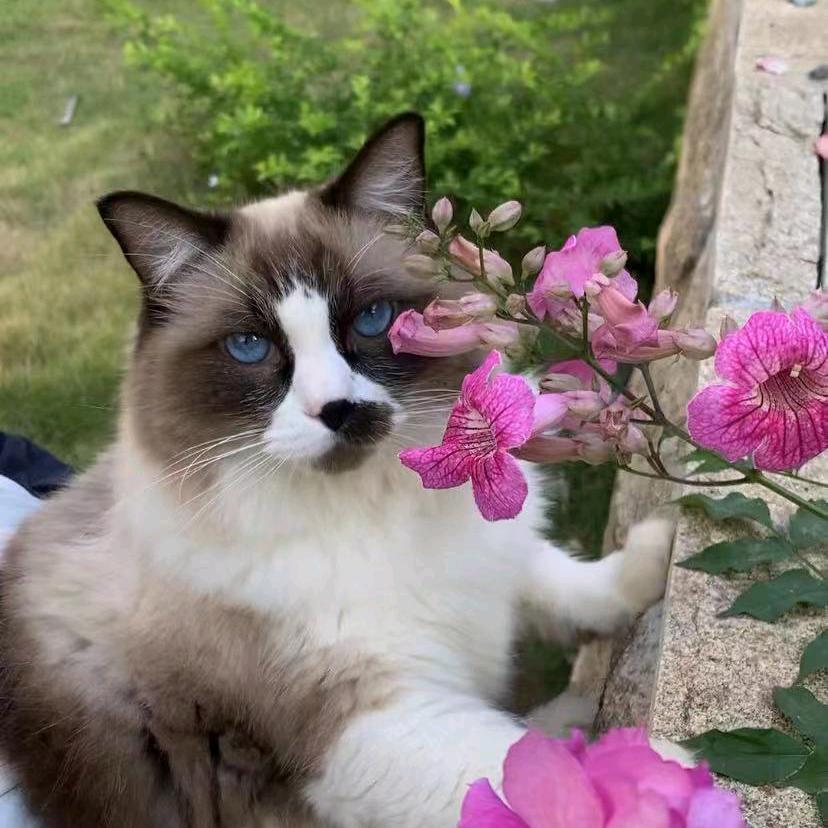 呆呆呆呆猫