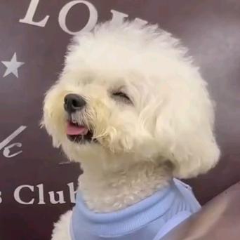 叮叮✨小狗日记