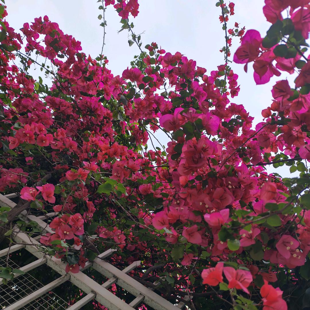 用微笑掩饰悲伤