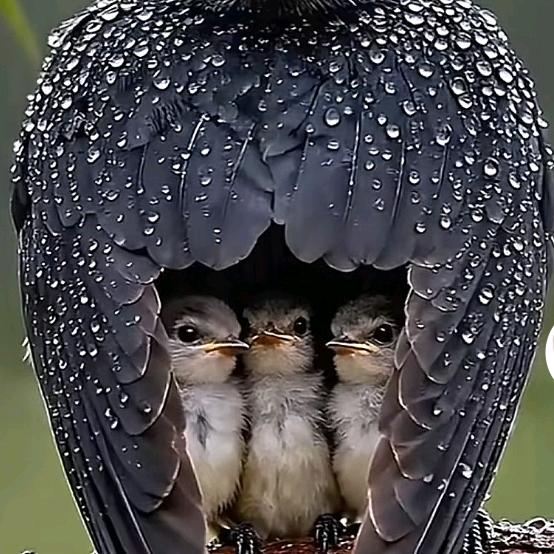 若时间能倒回，绝不做谁的妻