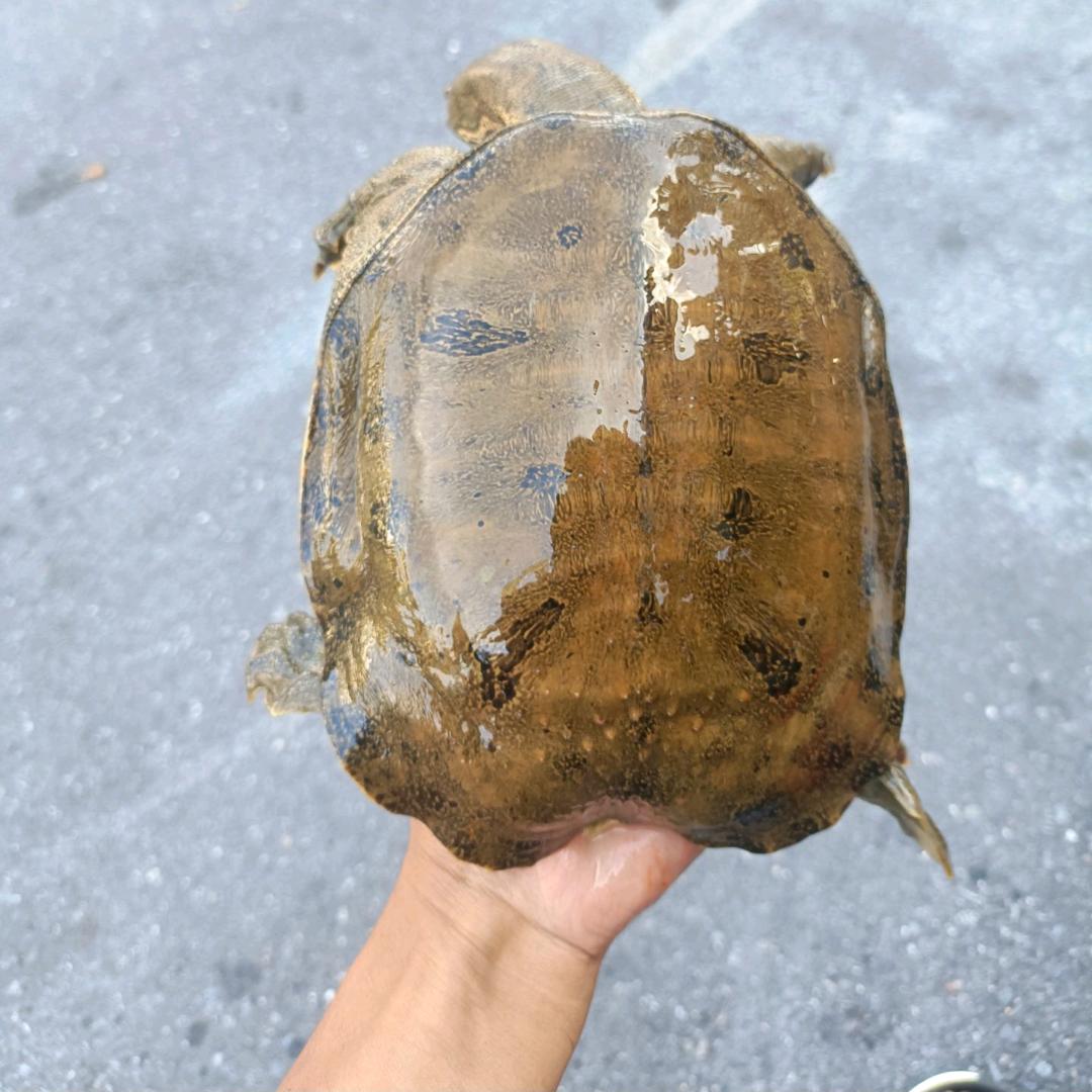 ʕ̯•͡˔•̯᷅ʔ没 钞 疯୧⍤⃝ 🦨