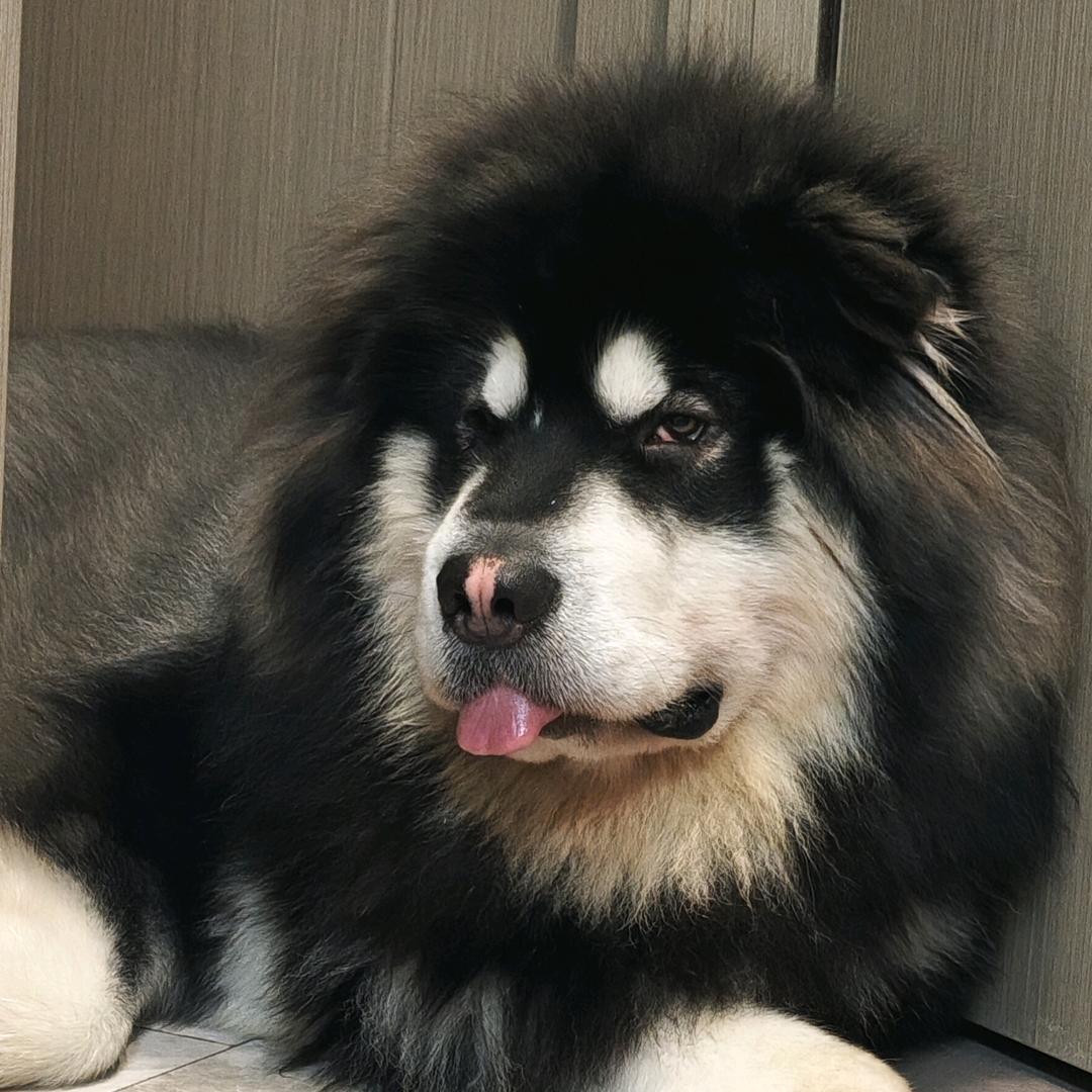 十二头不大