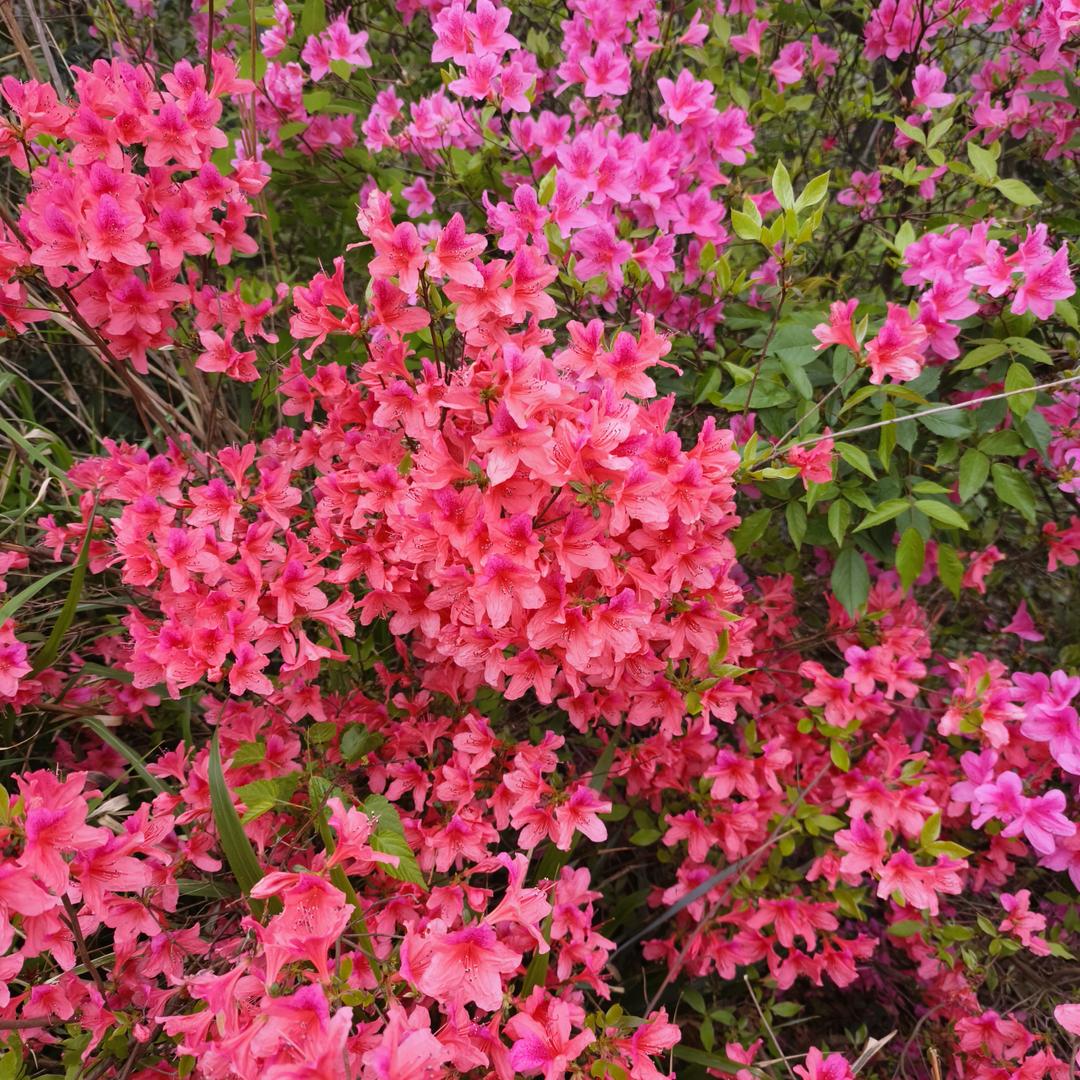 汤沟移动，姚勤