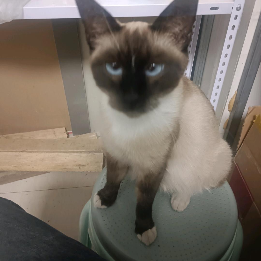 暹仙的铲屎官儿