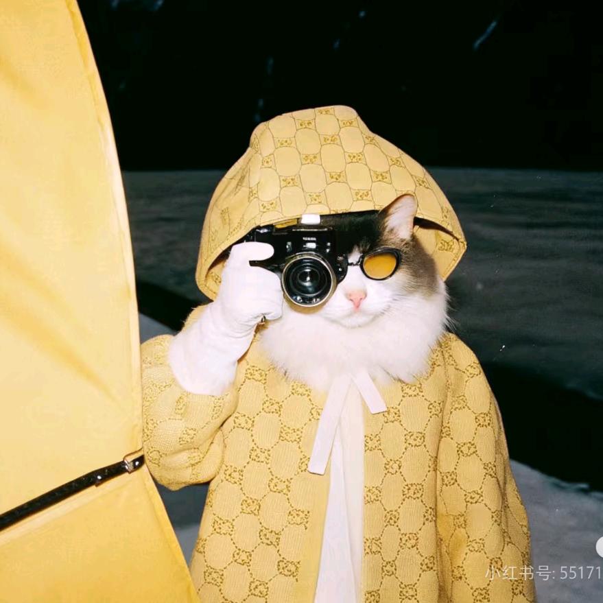 爱拍照的猫