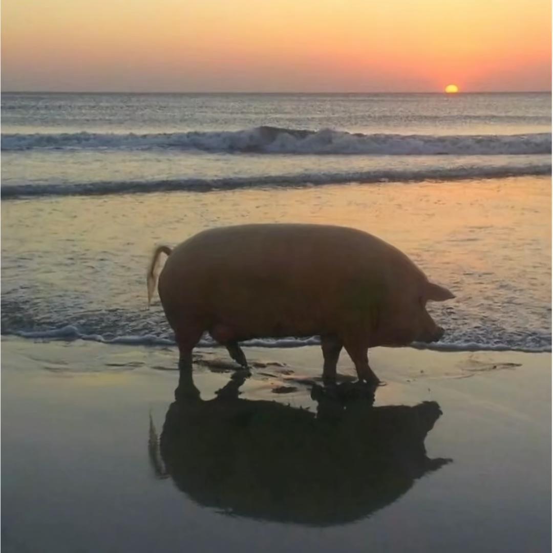 实在人