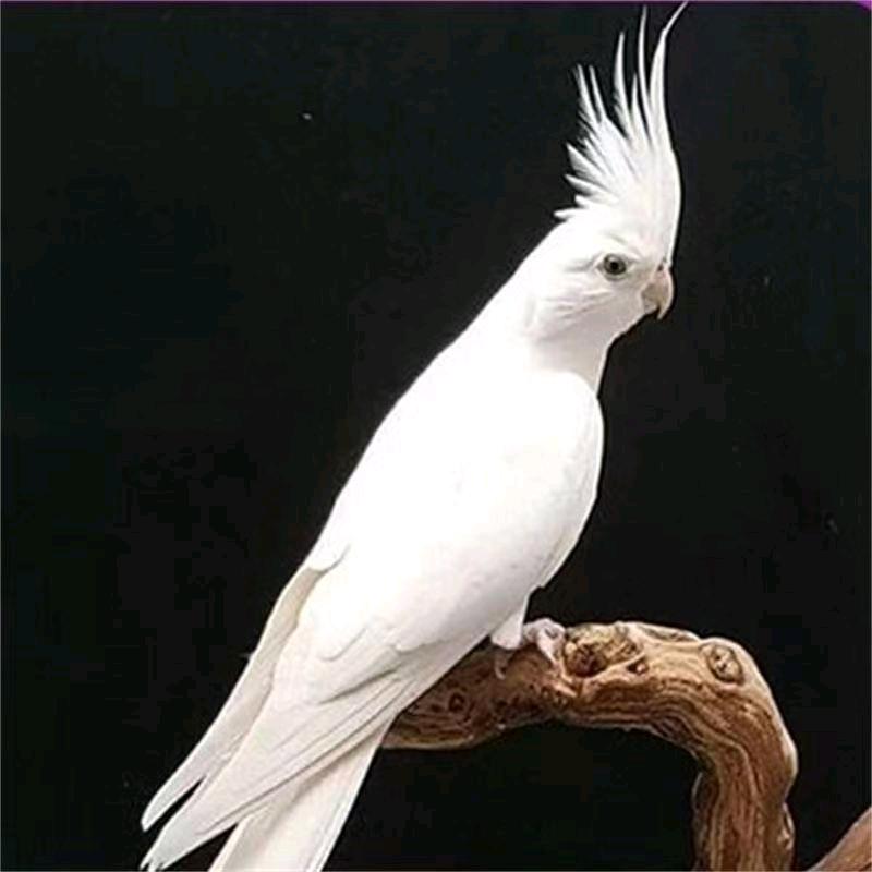 鹦鹉王