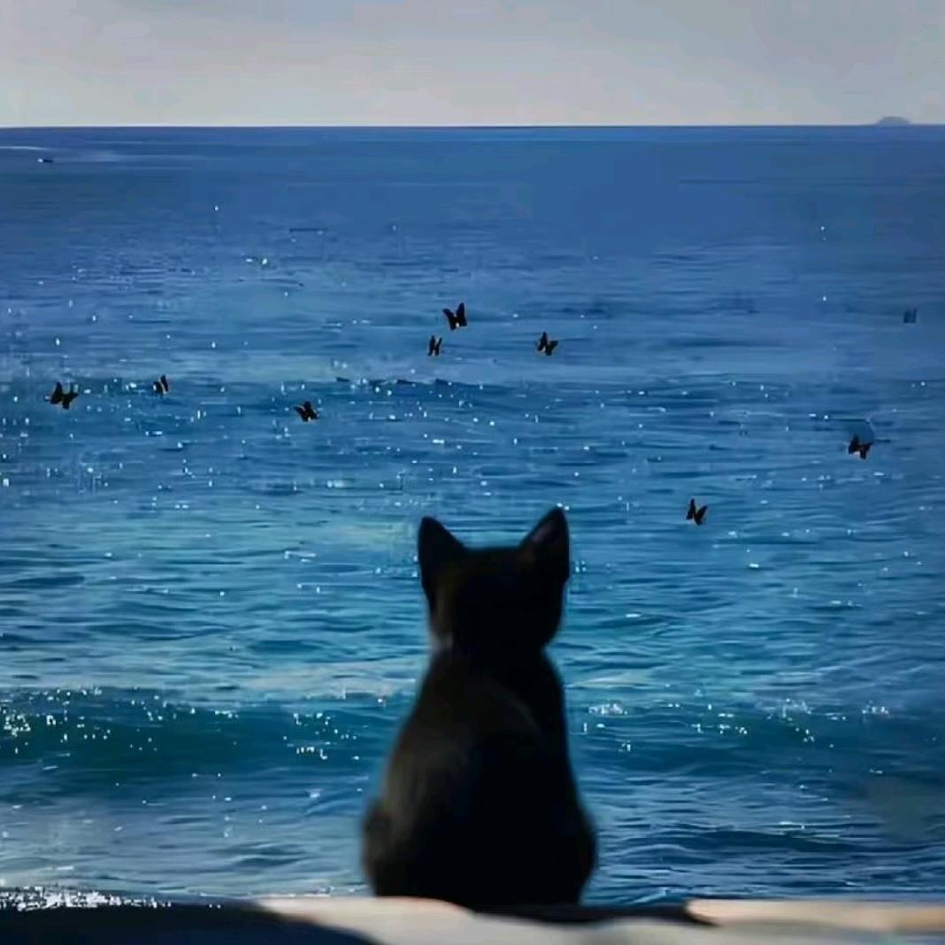 北海的猫