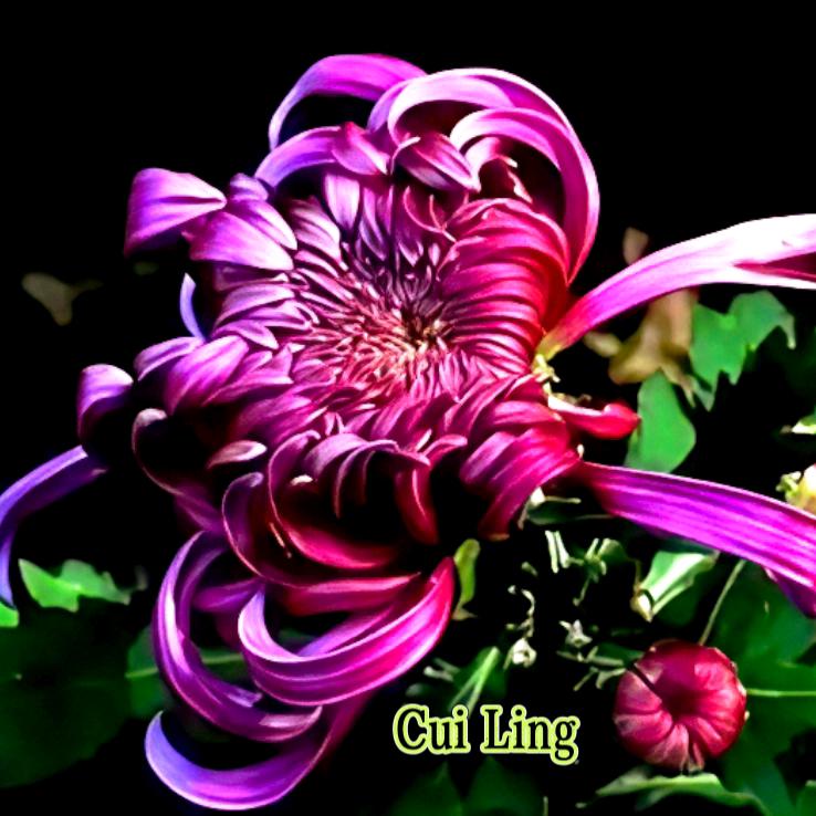 秋菊